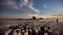 National geographic africa goats herds timbuktu (mali) wallpaper