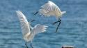 Animals egrets birds wallpaper