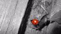 Animals insects selective coloring ladybirds wallpaper