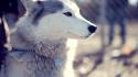 Animals malamute wolves wallpaper