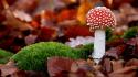 Autumn (season) mushrooms moss wallpaper