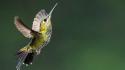 Birds hummingbirds wallpaper