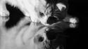 Black and white cats animals grayscale wallpaper