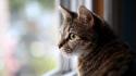 Cats animals window panes domestic cat wallpaper
