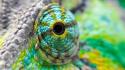 Close-up eyes reptiles wallpaper