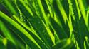Green close-up grass macro drops wallpaper