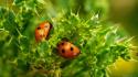Insects ladybirds wallpaper