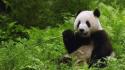 Jungle china panda bears dinner wallpaper