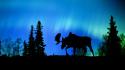 Landscapes nature aurora borealis canada moose wallpaper