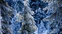 Nature winter snow frost pine trees wallpaper