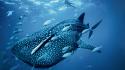 Ocean nature diver fish national geographic whales wallpaper