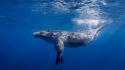 Ocean underwater humpback whale wallpaper