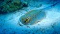 Water fish underwater sea wallpaper