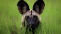 Animals dogs african wild botswana wallpaper