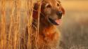 Animals dogs golden retriever wallpaper