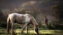 Animals horses wallpaper