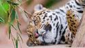 Animals lying down jaguars wallpaper