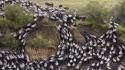 Animals mara kenya wildebeest wallpaper