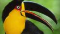 Birds argentina brazil national park toucans wallpaper
