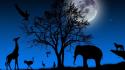 Elephants ostrich blue background giraffes night sky wallpaper