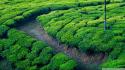 Green landscapes nature tea wallpaper
