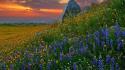 Landscapes garden hills california wildflowers wallpaper