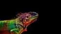 Multicolor lizards rainbows reptiles black background wallpaper