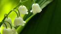 Nature flowers lily of the valley white wallpaper