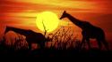 Sun animals silhouette africa kenya giraffes wallpaper