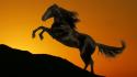Sunset animals horses wallpaper