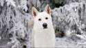 Winter white animals dogs game of thrones direwolf wallpaper