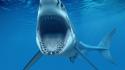 Animals cgi sharks teeth roar underwater world wallpaper