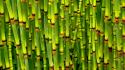 Bamboo wallpaper