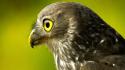 Birds falcon bird wallpaper