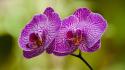Flowers orchids blurred background wallpaper