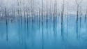Ice nature forest wallpaper