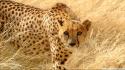 Nature animals wildlife leopards wallpaper