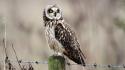 Nature birds wildlife yellow eyes owls barbed wire wallpaper