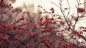 Nature depth of field berries branches wallpaper