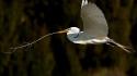 Nature great egret egrets twig birds wallpaper