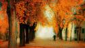 Nature trees forest path autumn wallpaper