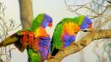 Wildlife birds rainbow lorikeets wallpaper