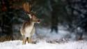 Winter snow deer wallpaper