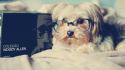 Animals beds dogs glasses books woody allen pets wallpaper