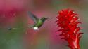 Animals colibri birds wallpaper