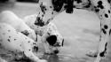 Animals dogs dalmatians wallpaper