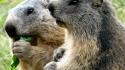 Animals eating marmots wallpaper