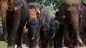 Animals elephants sri lanka baby elephant wallpaper