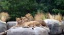 Animals lions zoo wallpaper