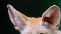 Animals wildlife fennec fox foxes wallpaper